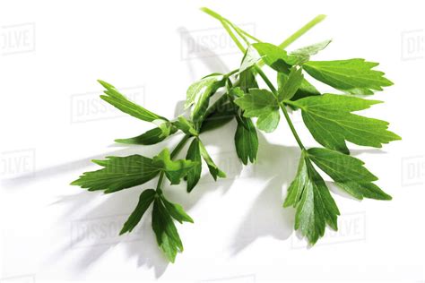 chinese coriander benefits.